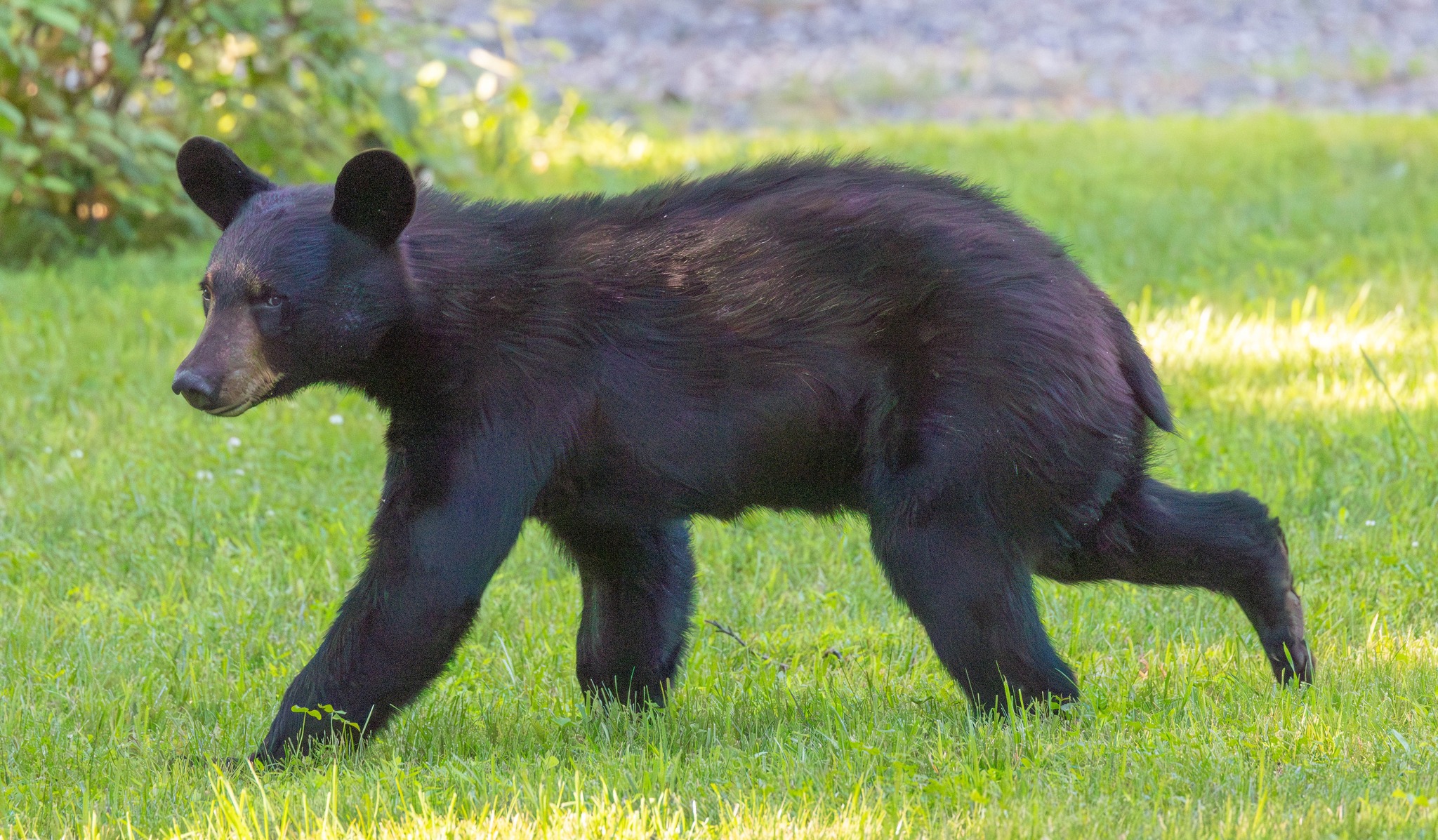Township of Bethlehem | Hunterdon County, NJ